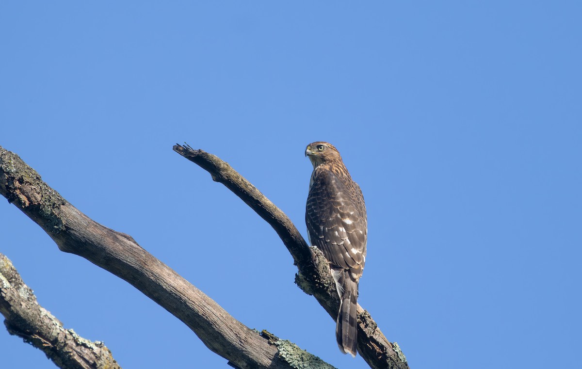 Cooper's Hawk - ML640276893