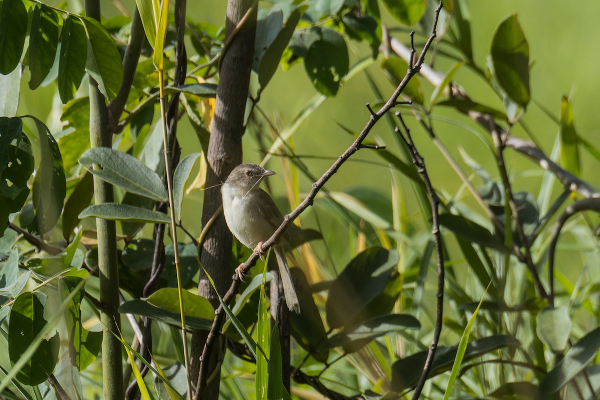 Brown Prinia - ML640276923