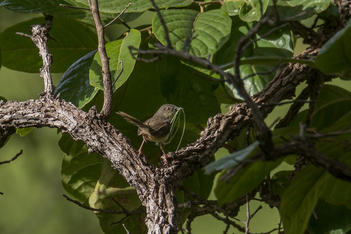 Brown Prinia - ML640276924