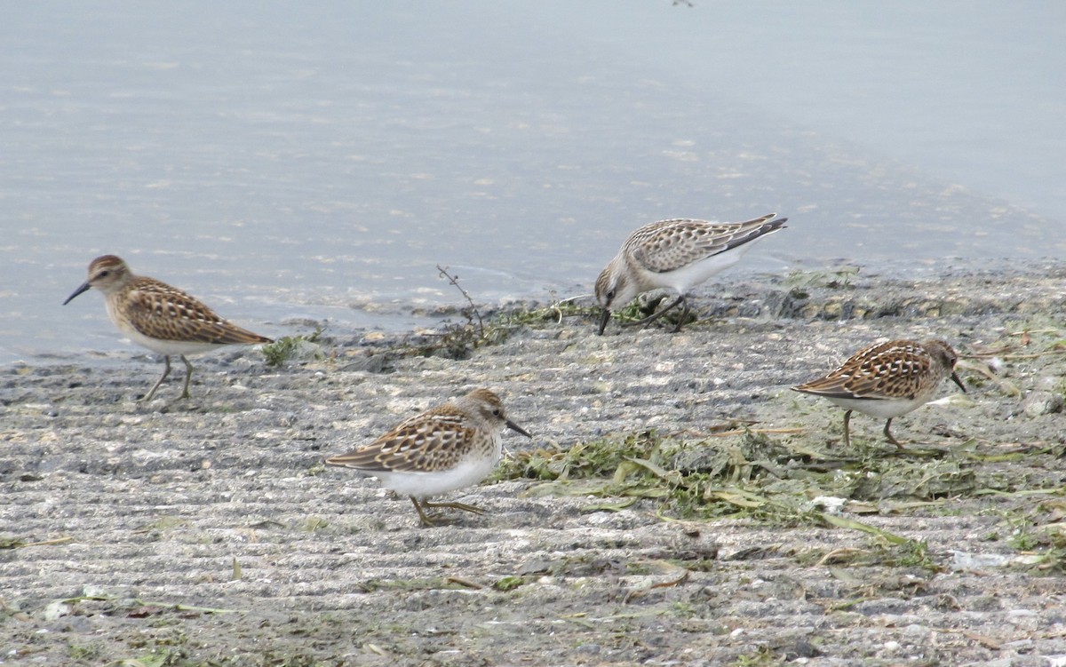 Least Sandpiper - ML640276951