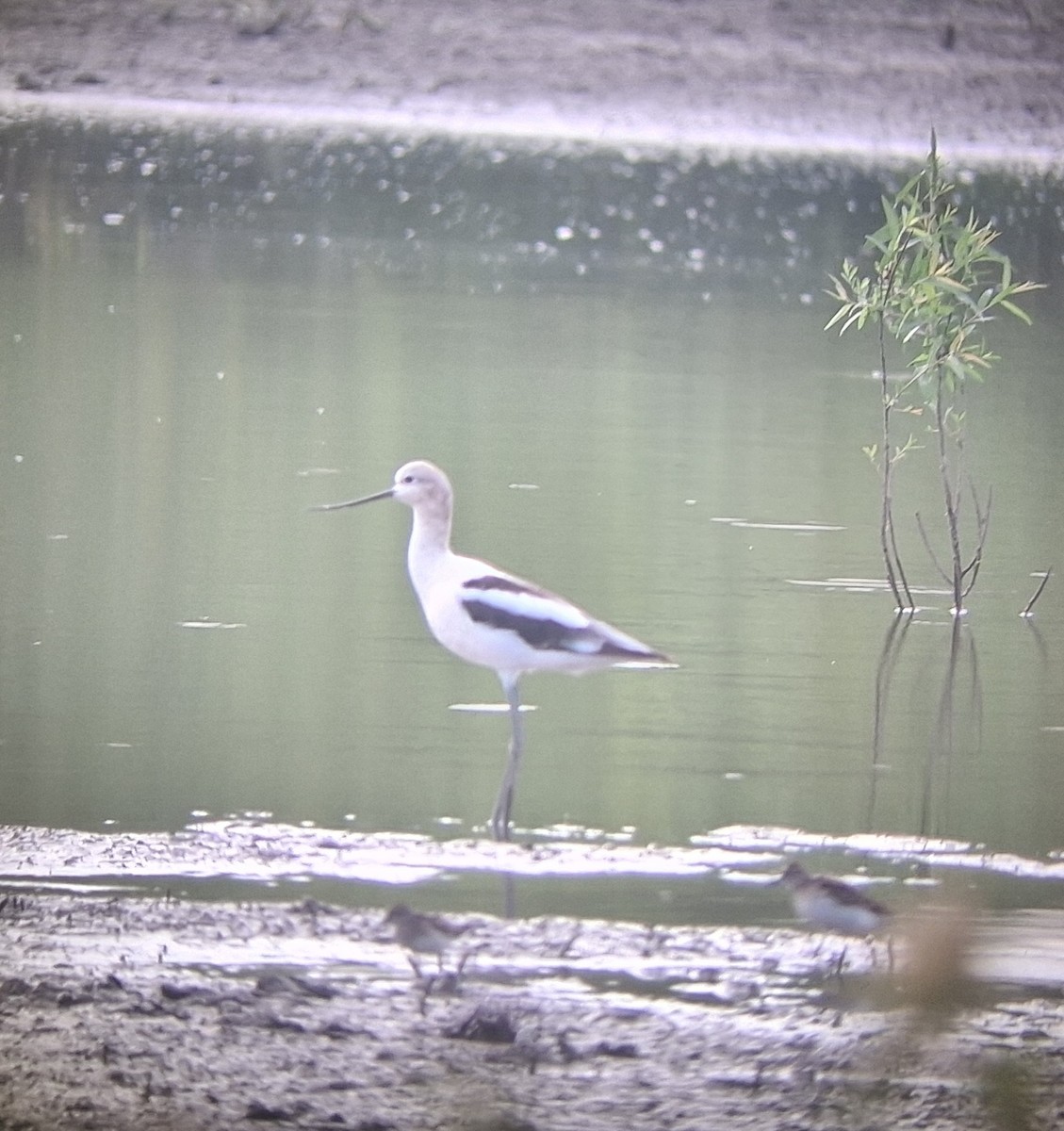 American Avocet - ML640276983