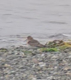 Baird's Sandpiper - ML640277098