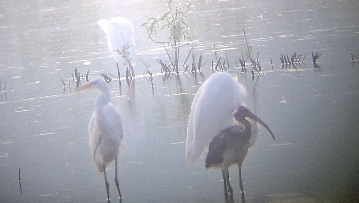 White Ibis - ML640277120