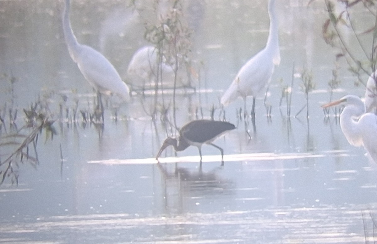 White Ibis - ML640277121