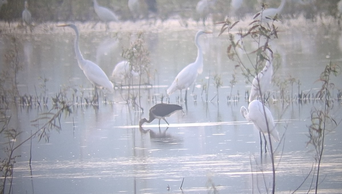 White Ibis - ML640277122