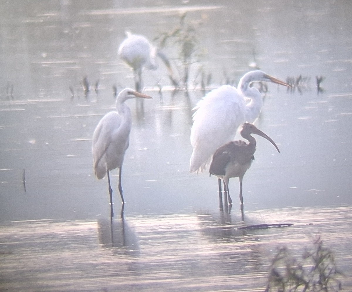 White Ibis - ML640277123