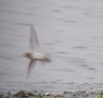 Baird's Sandpiper - ML640277138