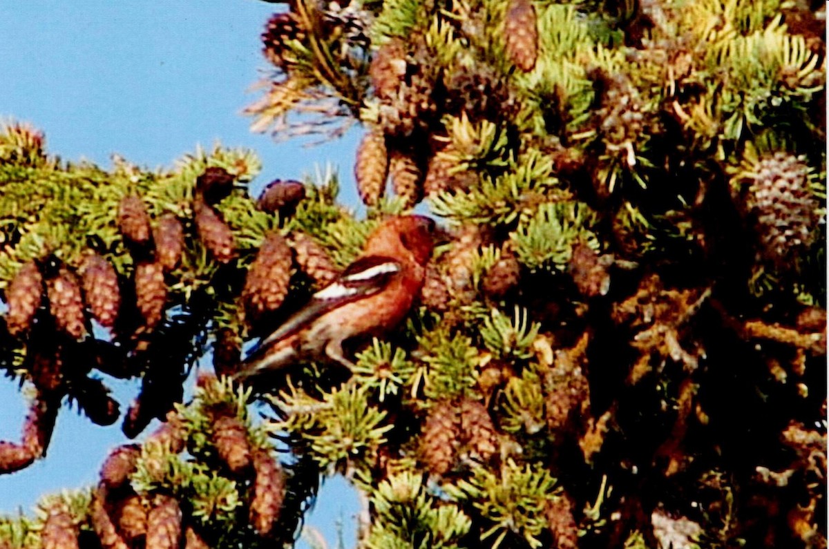 Bindenkreuzschnabel - ML640277360