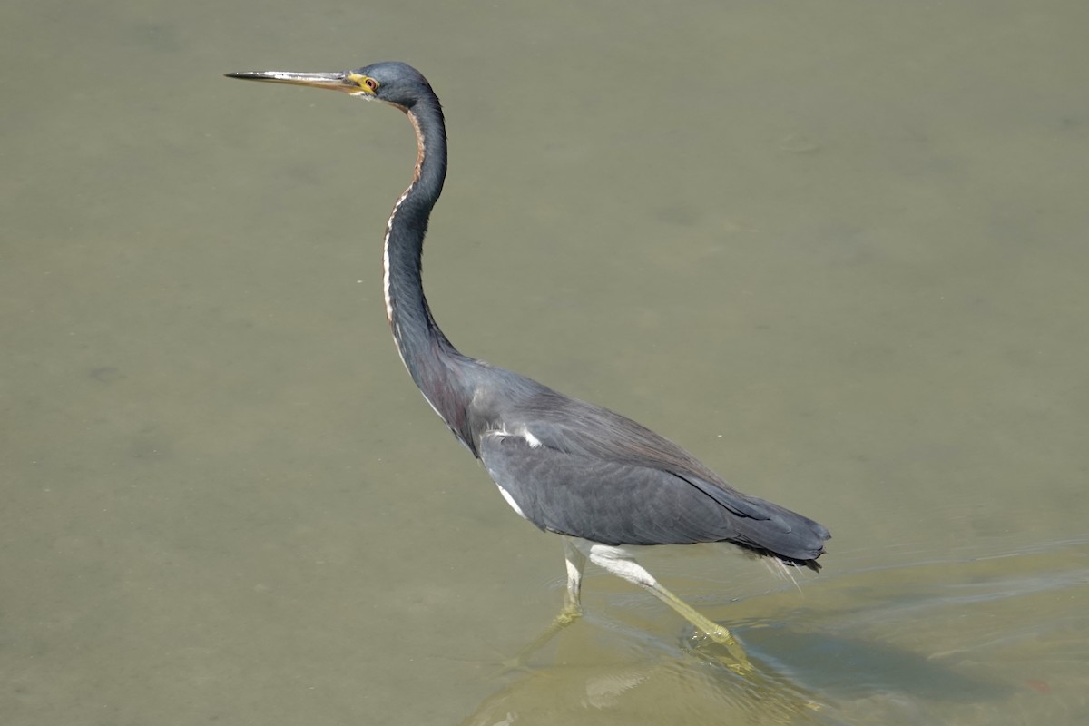 Tricolored Heron - ML640277377