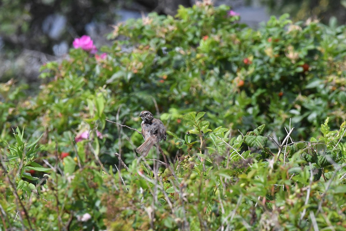 Song Sparrow - ML640277407