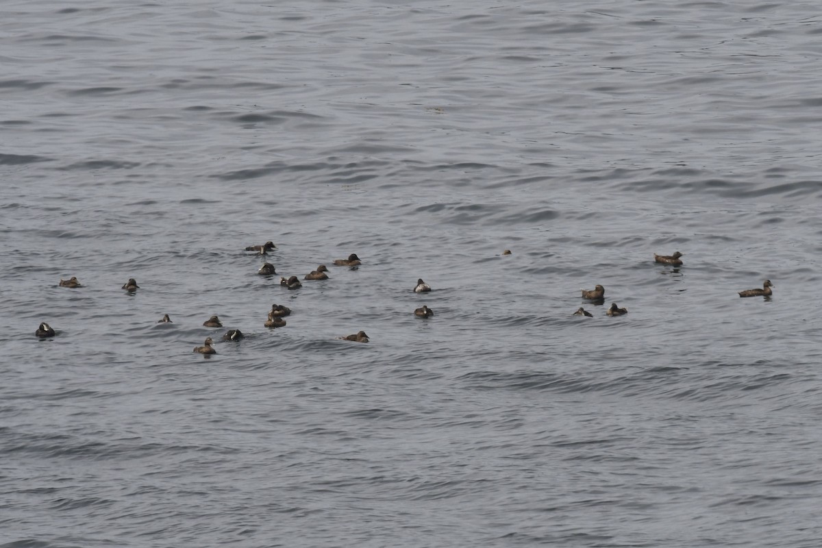 Common Eider - ML640277409