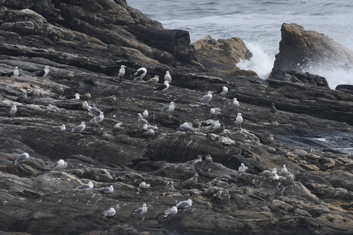 American Herring Gull - ML640277414