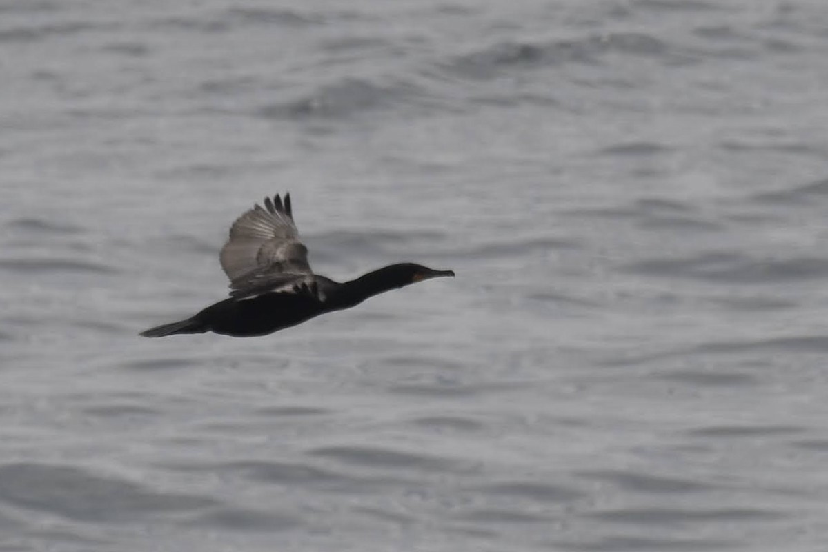 Double-crested Cormorant - ML640277420