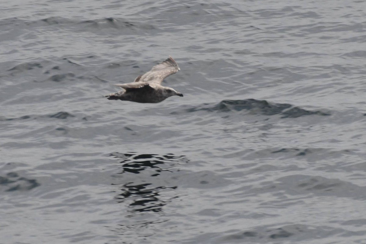 American Herring Gull - ML640277462