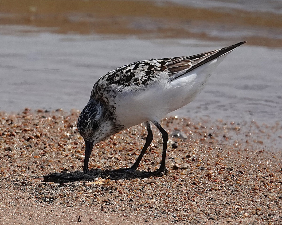 Sanderling - ML640277483