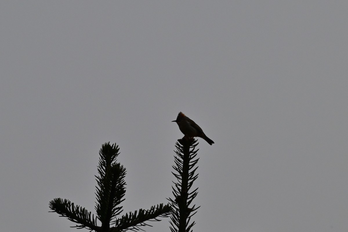 Rufous-vented Yuhina - ML640277485