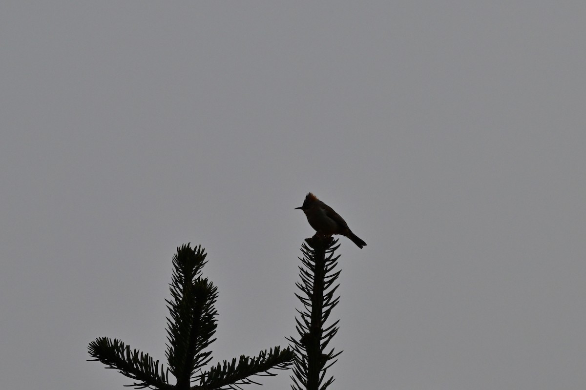 Rufous-vented Yuhina - ML640277487