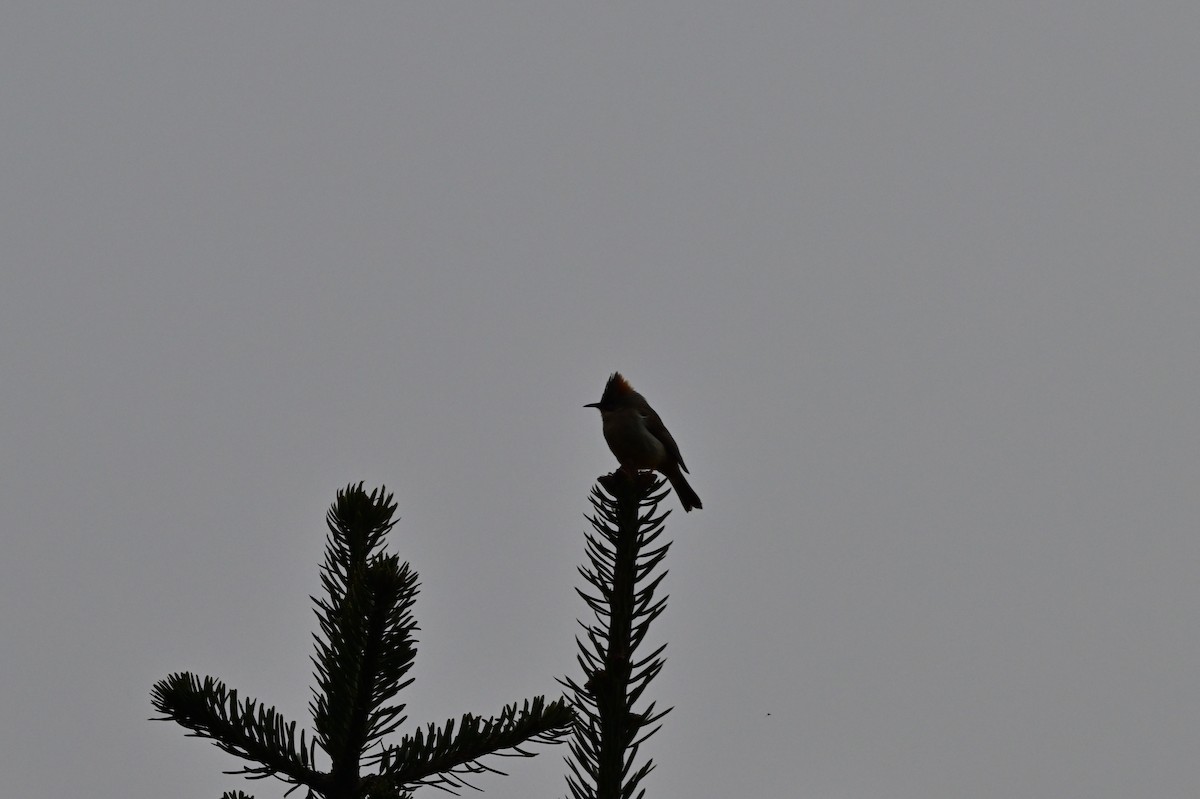 Rufous-vented Yuhina - ML640277488
