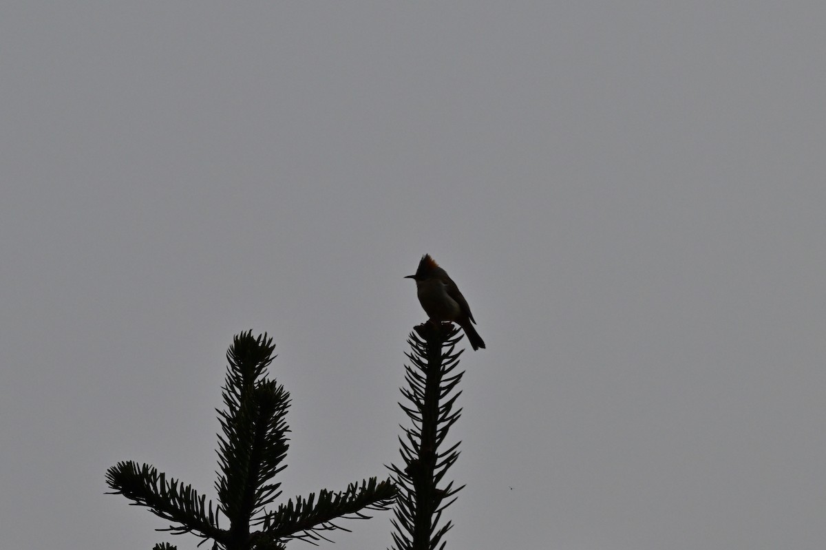 Rufous-vented Yuhina - ML640277489