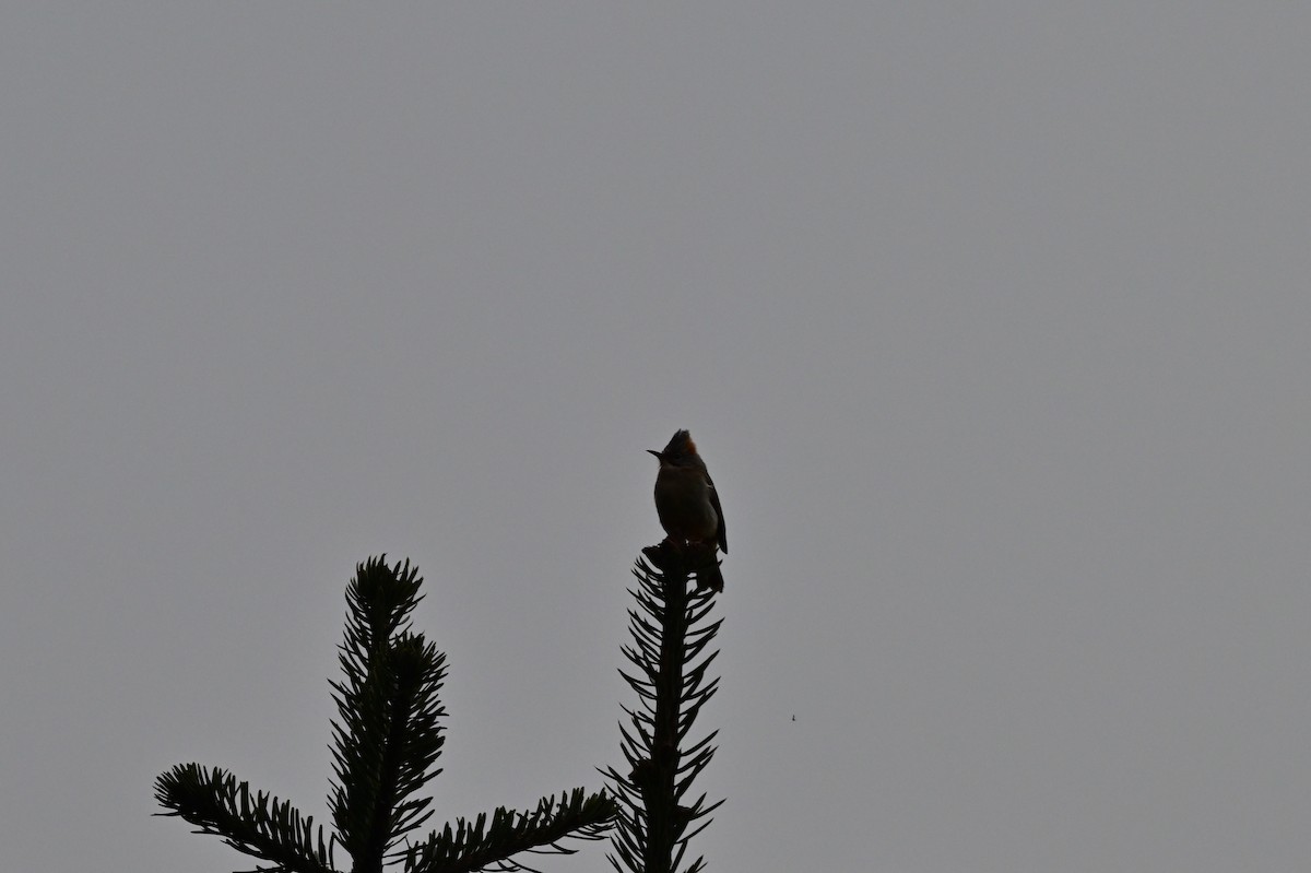 Rufous-vented Yuhina - ML640277490