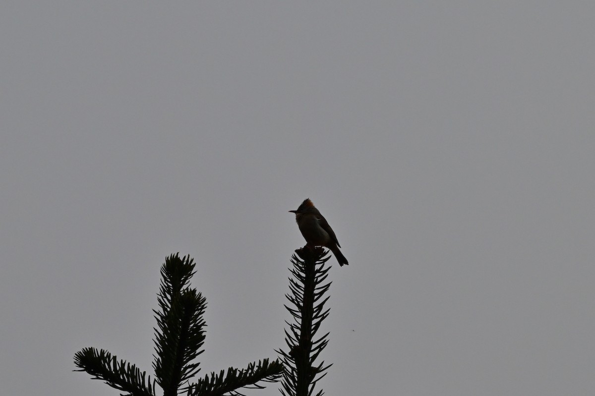 Rufous-vented Yuhina - ML640277491