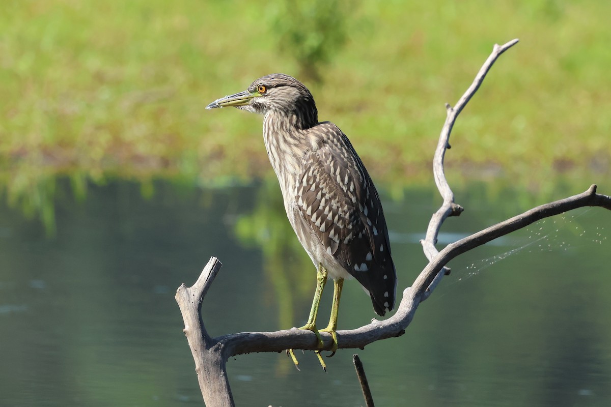 natthegre - ML640277503