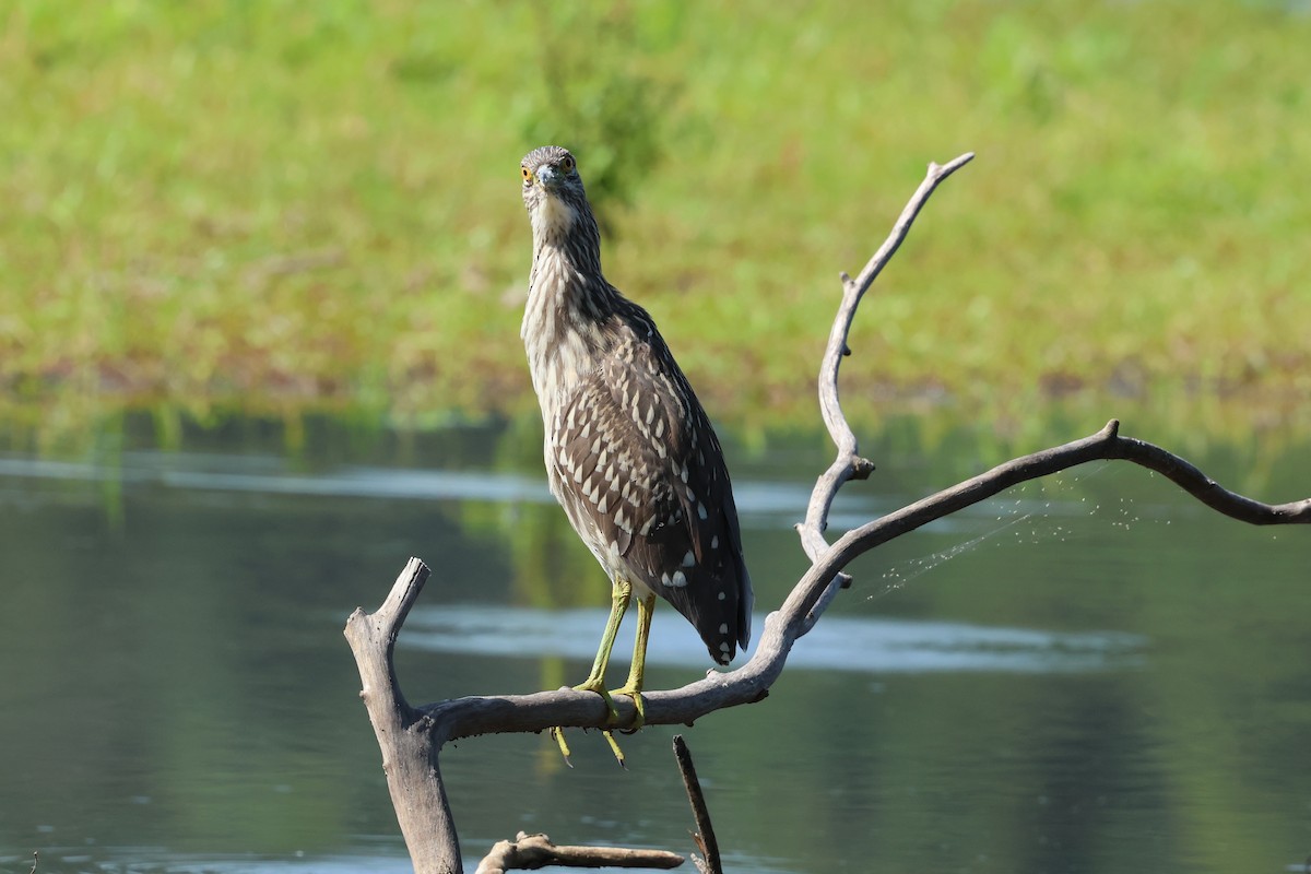 natthegre - ML640277512