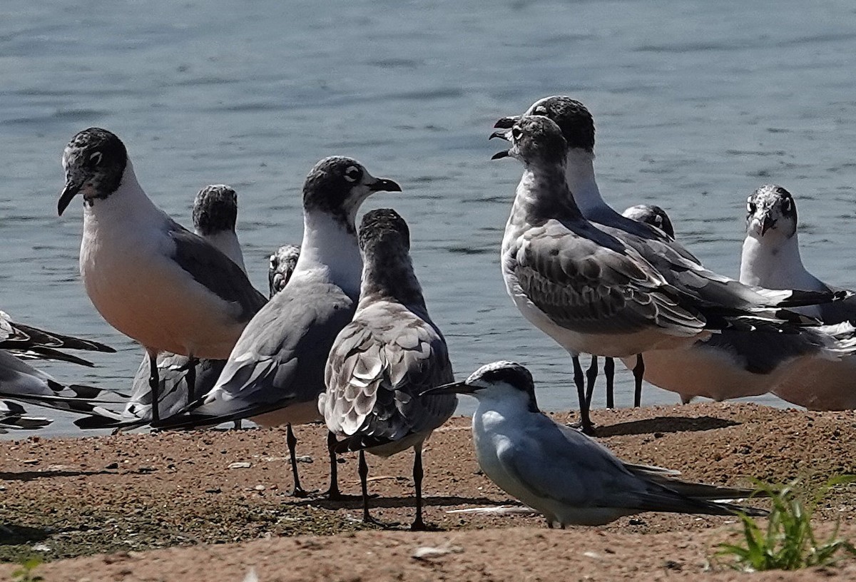 Franklin's Gull - ML640277533
