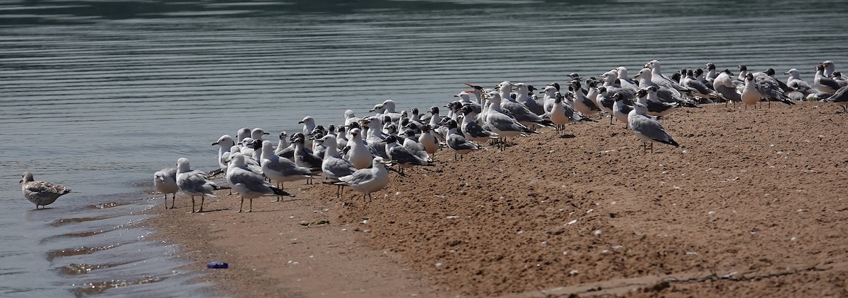 Ring-billed Gull - ML640277584