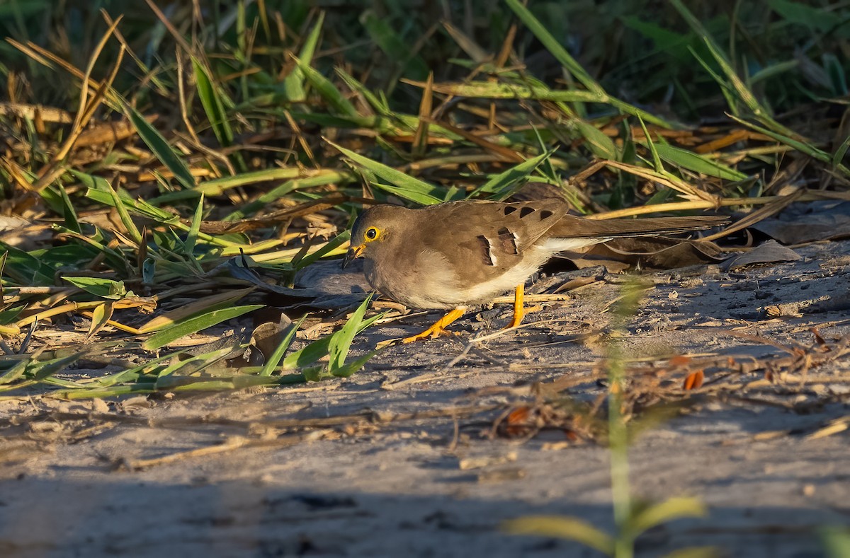 Long-tailed Ground Dove - ML640277597