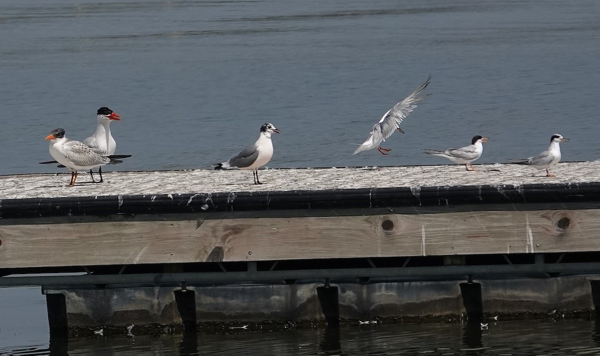 Caspian Tern - ML640277614