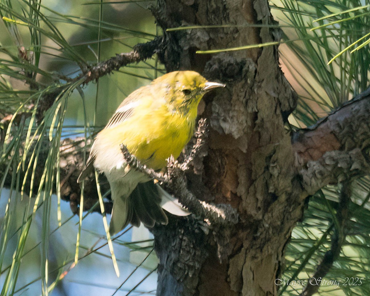 Pine Warbler - ML640277722