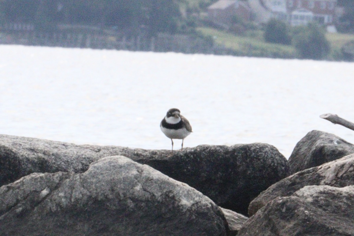 Semipalmated Plover - ML640277772