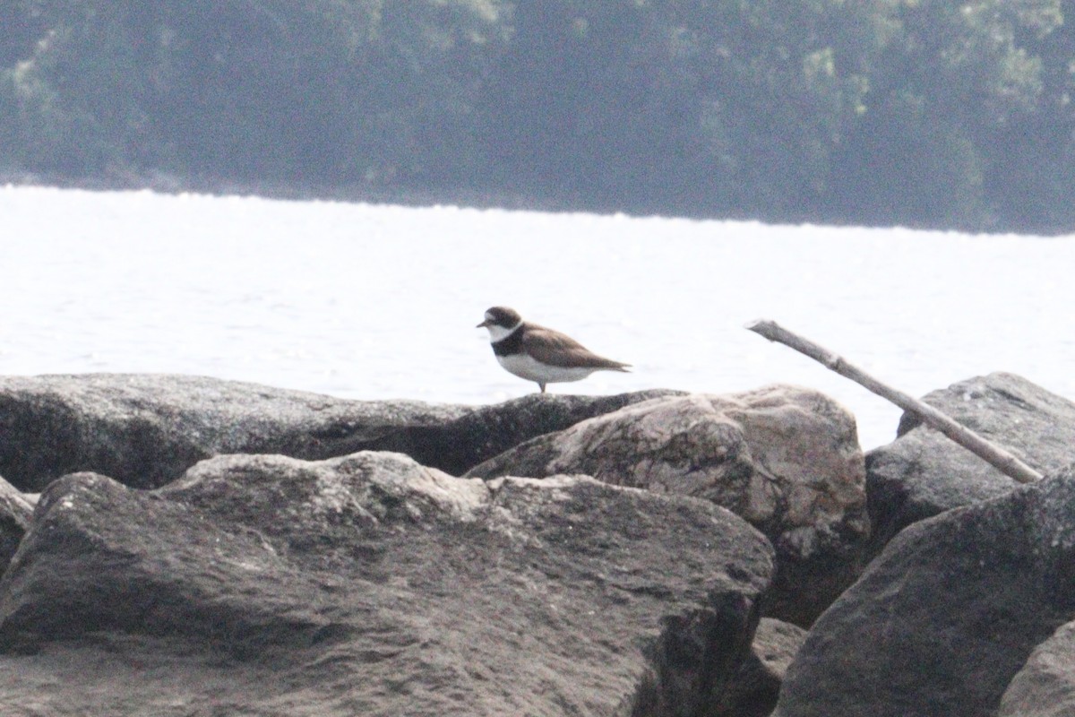 Semipalmated Plover - ML640277773