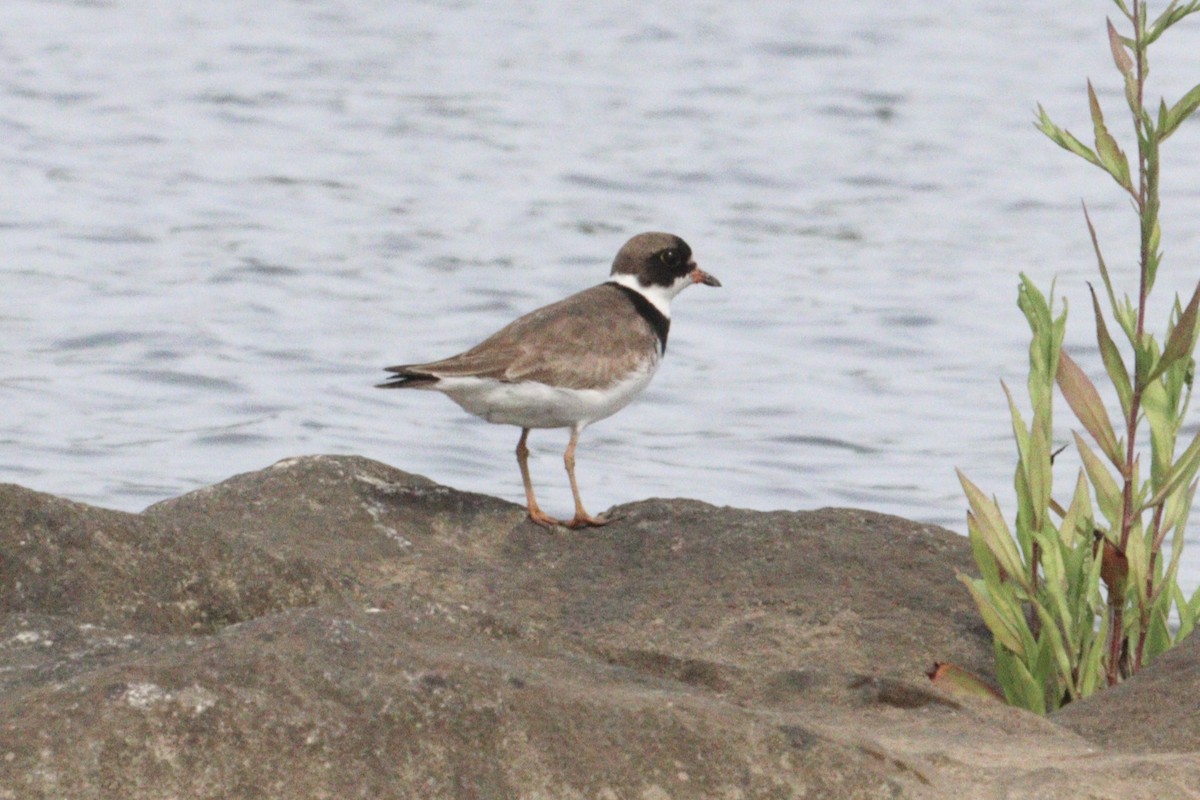Semipalmated Plover - ML640277774