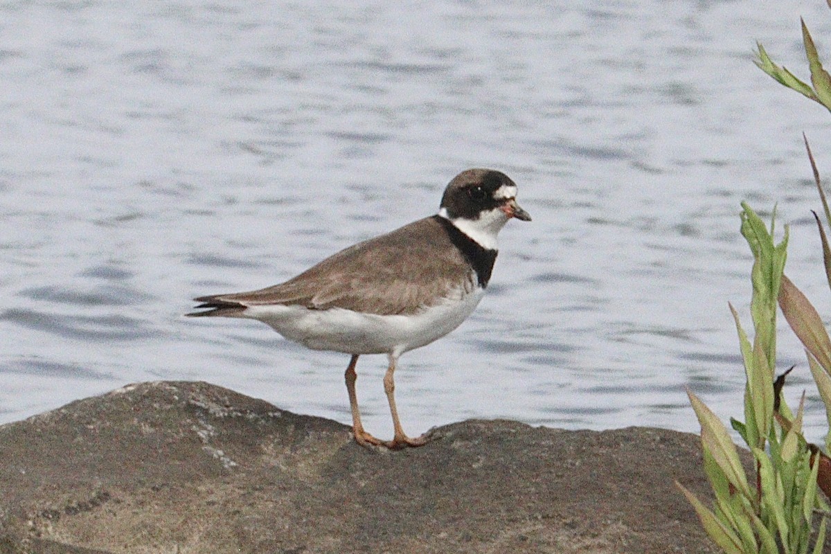 Semipalmated Plover - ML640277775