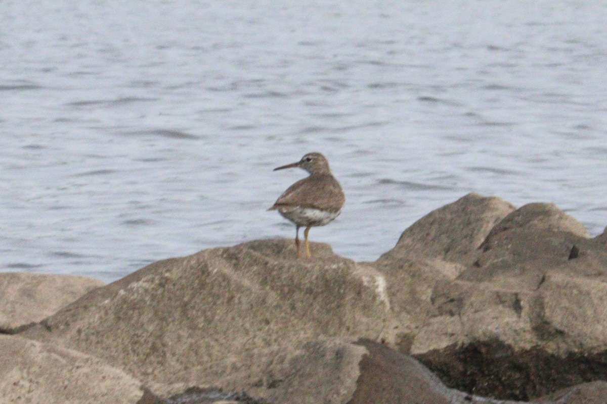 Spotted Sandpiper - ML640277788