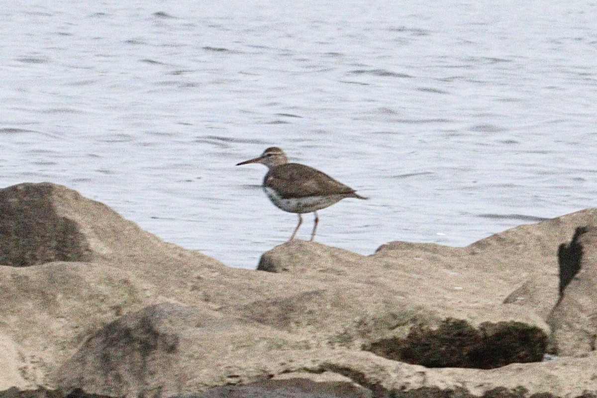 Spotted Sandpiper - ML640277789