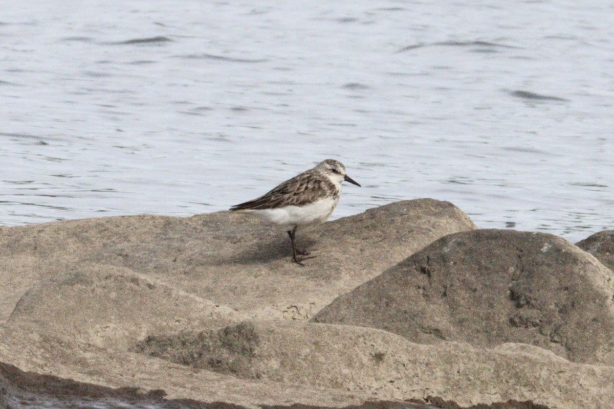 Semipalmated Sandpiper - ML640277794