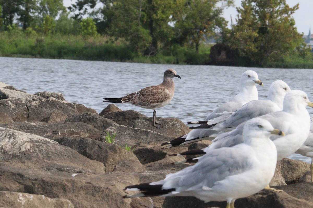 Laughing Gull - ML640277800