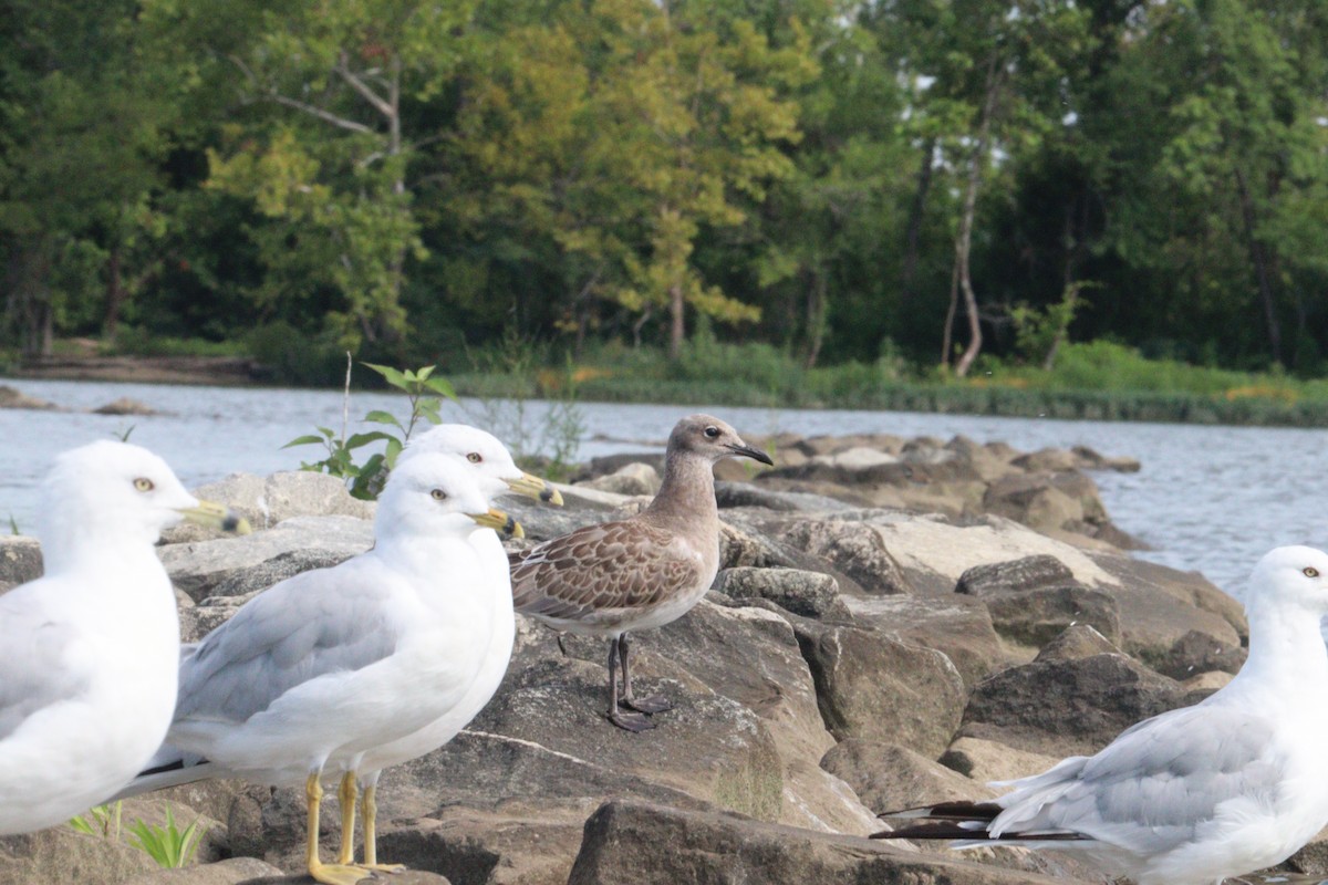 Laughing Gull - ML640277801