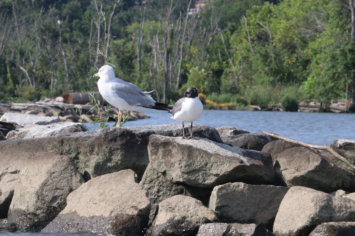 Laughing Gull - ML640277802