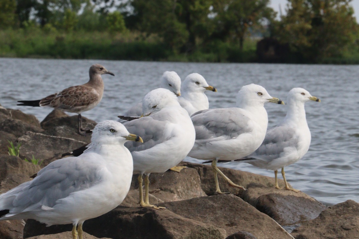 Ring-billed Gull - ML640277808