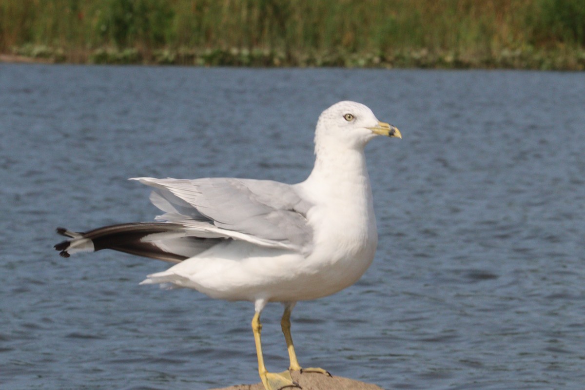 Ring-billed Gull - ML640277809