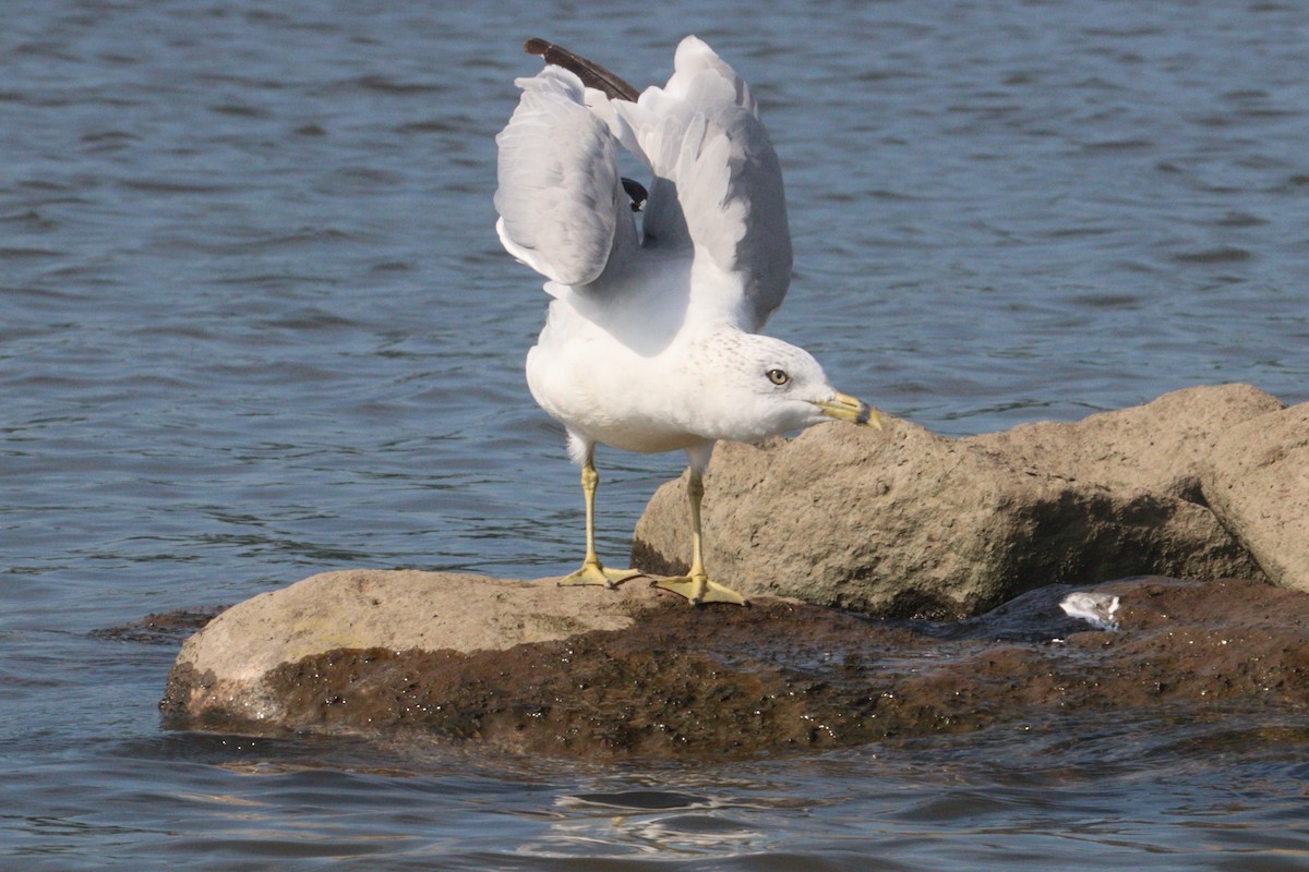 Ring-billed Gull - ML640277810