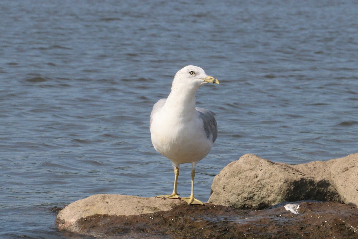 Ring-billed Gull - ML640277812