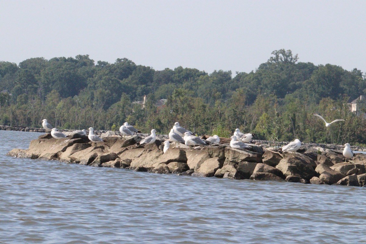Ring-billed Gull - ML640277813