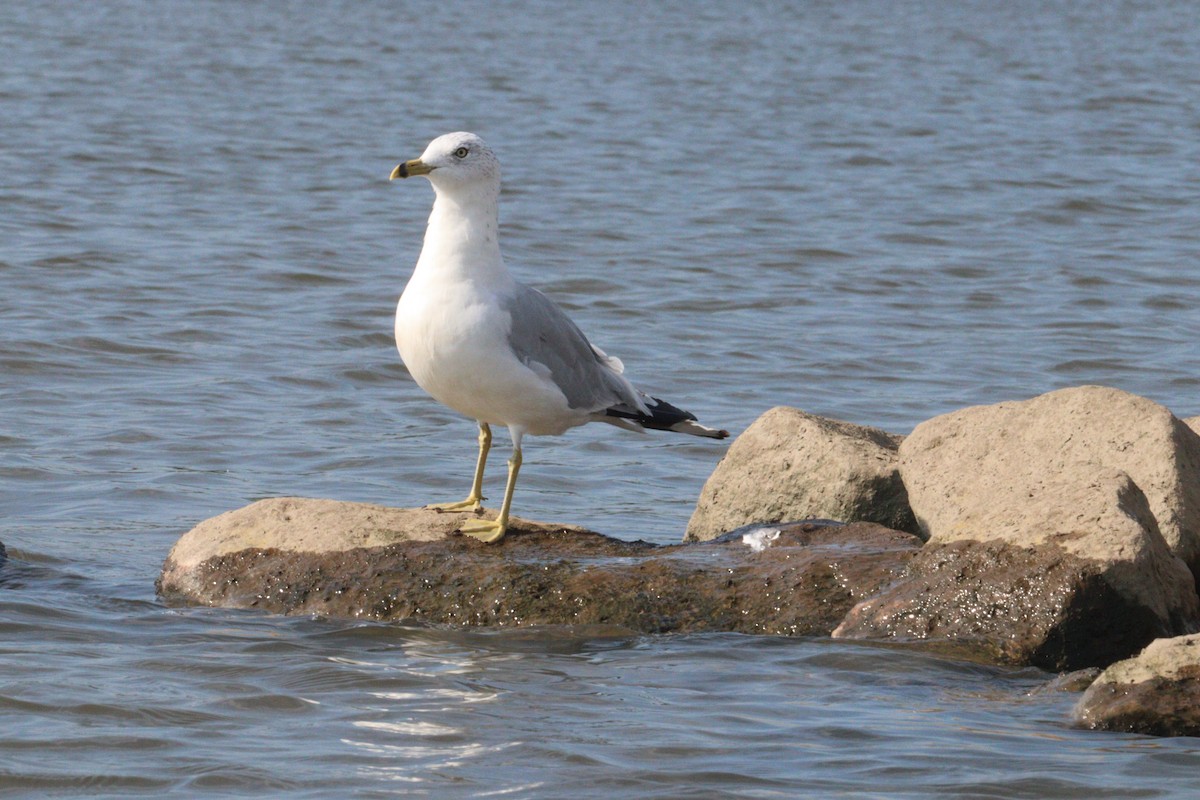 Ring-billed Gull - ML640277814
