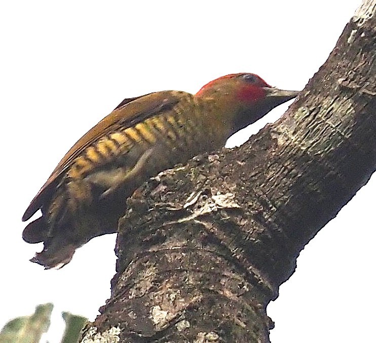 Pic à ailes rousses - ML640277817