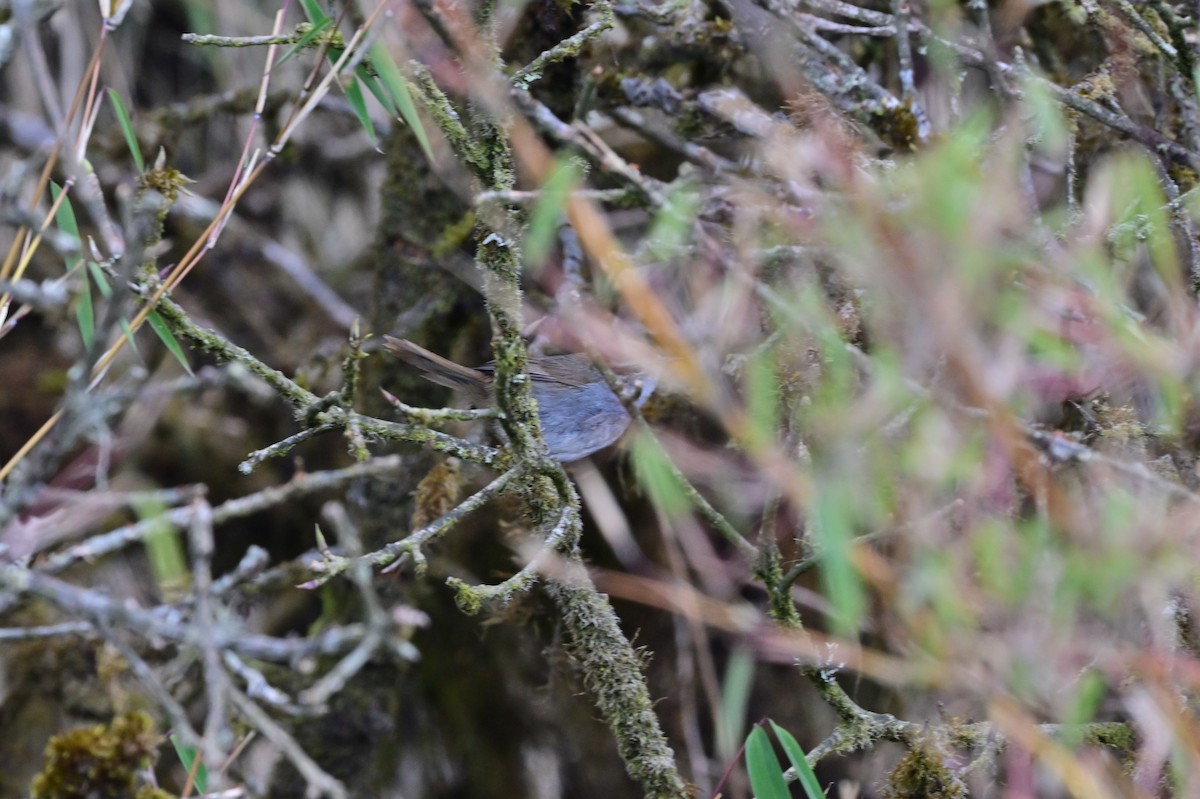 Gray-sided Bush Warbler - ML640277838